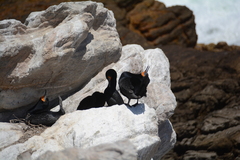 Phalacrocorax capensis
