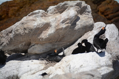 Phalacrocorax capensis