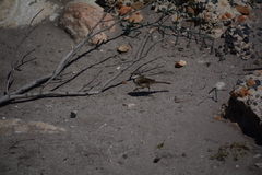 Motacilla capensis capensis