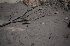 Motacilla capensis capensis