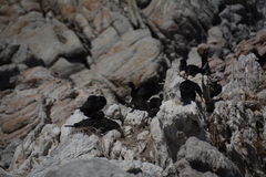 Phalacrocorax neglectus
