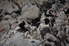 Phalacrocorax neglectus