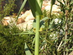 Arundo donax