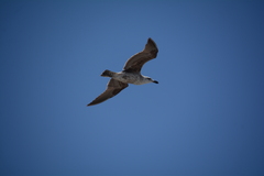 Larus dominicanus vetula