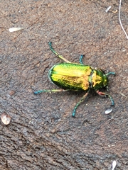 Diphucephala