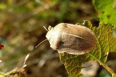 Eurygaster austriaca