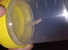 Orocrambus angustipennis