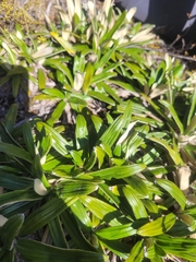 Celmisia spectabilis spectabilis