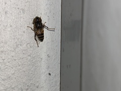 Eristalinus