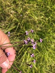 Verbena litoralis