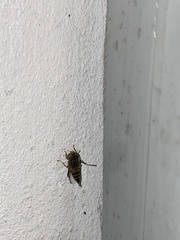 Eristalinus