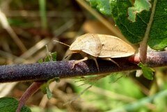 Eurygaster austriaca