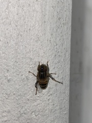 Eristalinus