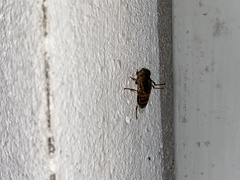 Eristalinus