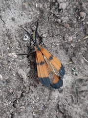 Calopteron