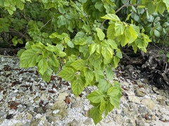 Cordia subcordata