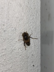 Eristalinus