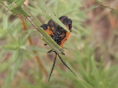 Calopteron