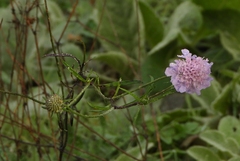 Scabiosa columbaria