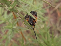 Calopteron