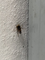 Eristalinus