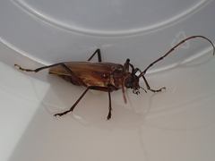 Ochrocydus huttoni
