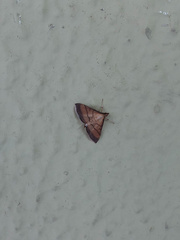 Cnaphalocrocis medinalis