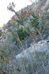 Berkheya cruciata