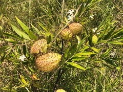 Gomphocarpus