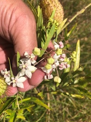 Gomphocarpus