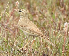 Anthus campestris