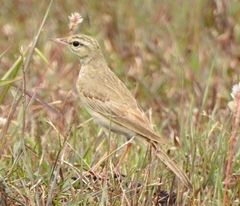 Anthus campestris