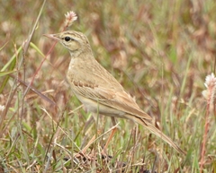 Anthus campestris