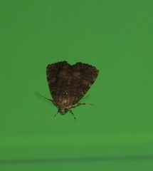 Condica aroana