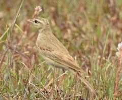 Anthus campestris