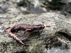 Pseudoeurycea tlilicxitl