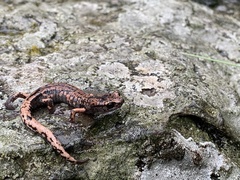 Pseudoeurycea tlilicxitl