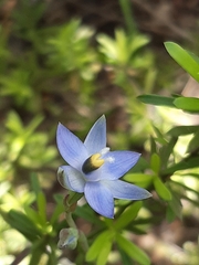 Thelymitra peniculata