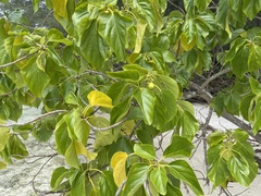 Cordia subcordata