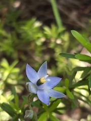 Thelymitra peniculata