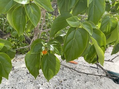 Cordia subcordata