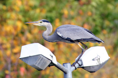 Ardea cinerea