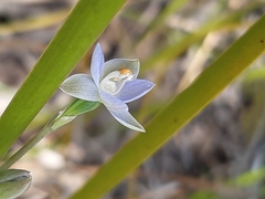 Thelymitra brevifolia