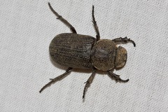 Cryptodus caviceps