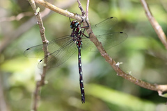 Austroaeschna pulchra