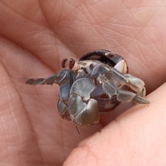 Coenobita compressus