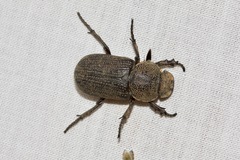 Cryptodus caviceps