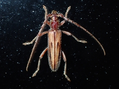 Eburida sublineata