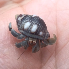 Coenobita compressus