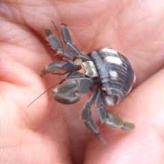 Coenobita compressus